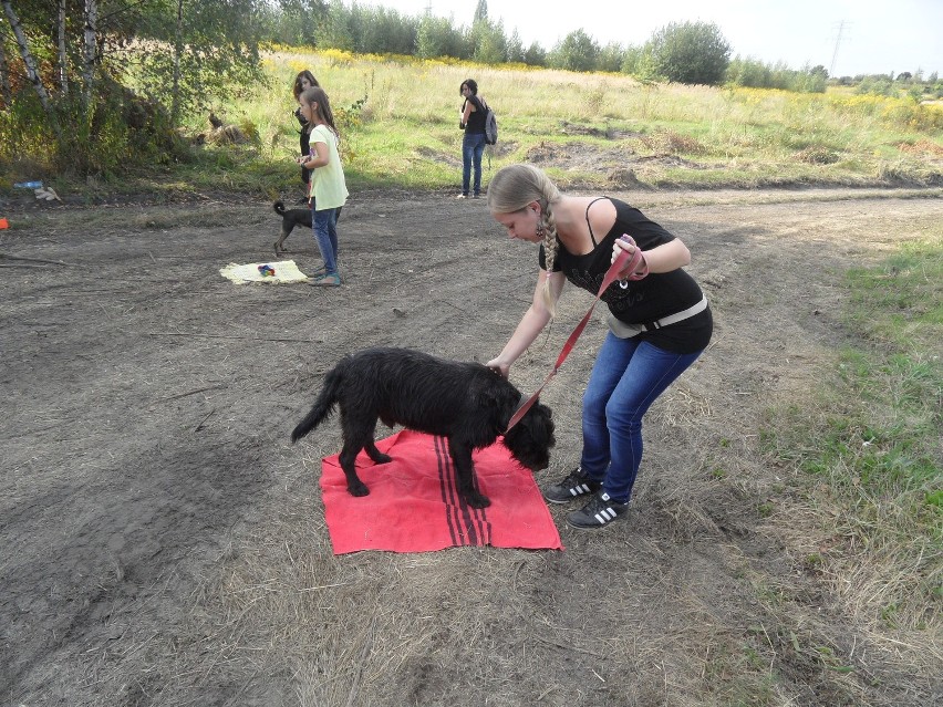 Wesoła Łapka szkoli psy schroniskowe w Rudzie Śląskiej. Wolontariusze pomagają