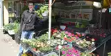 Na chełmskim bazarze królują kwiaty balkonowe i rozsady warzyw. Ile kosztują?