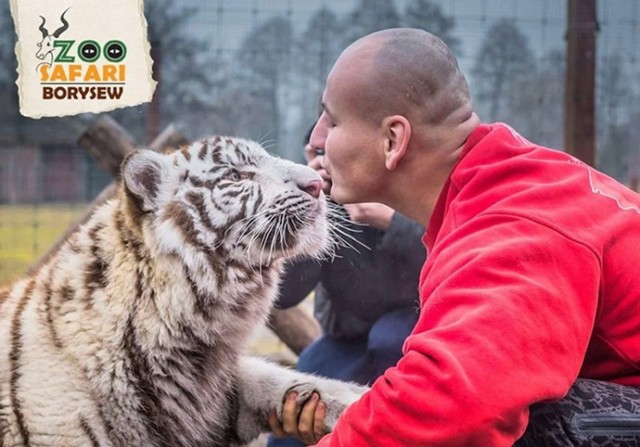 Artur Szpilka w Zoo Safari z Borysewie