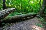 Władze Bielska-Białej odpowiadają na zarzuty w sprawie Gościnnej Doliny. „To nie jest pozysk drzewa”