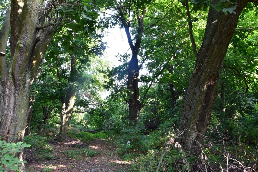 Nie ma pomysłu na rewitalizację parku w rejonie byłej cukrowni w Wieluniu. Na swojej części inwestor chce wyciąć 70 drzew