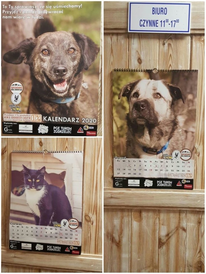 Kup kalendarz na 2020 rok i pomóż zwierzakom!