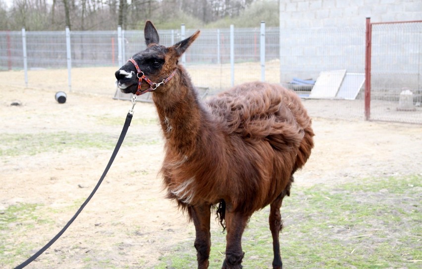 Lama Rambo już bezpieczna w podlubelskiej wsi (ZDJĘCIA)