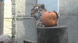 Kraków. Zoo szykuje się na Halloween. Dojechały dynie dla zwierząt