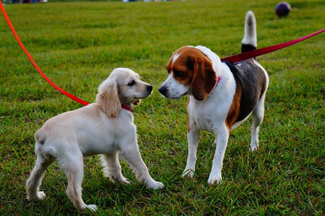 "DOGpark Miłaczki"
Koszt: 200 000 zł

Celem projektu „DOGPark – Miłaczki”‚ jest stworzenie na terenie Radomska wybiegu dla psów. W ramach projektu powstałby obiekt na terenach zielonych pomiędzy ul. Cichą a ul. Kilińskiego o pow. ok 3500 mkw, odizolowany, ogrodzony i oświetlony. Na utworzonej, bezpiecznej przestrzeni psy mogłyby biegać swobodnie, załatwiać się i używać zabawek i przeszkód znajdujących się na terenie psiego parku.