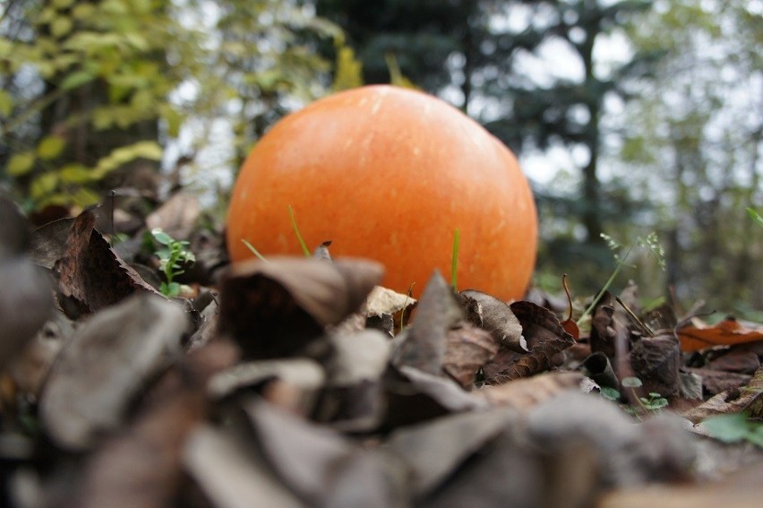 Jesień w Żorach: Zdjęcia Internautki Urszuli