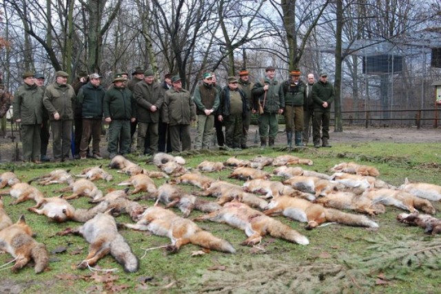 Polowania na lisy w powiecie kościańskim