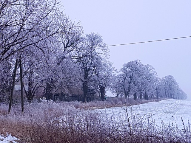 Foto powiat pucki: mroźne powietrze na biało pomalowało drzewa. Tak wygląda prawdziwa zima (luty 2018)