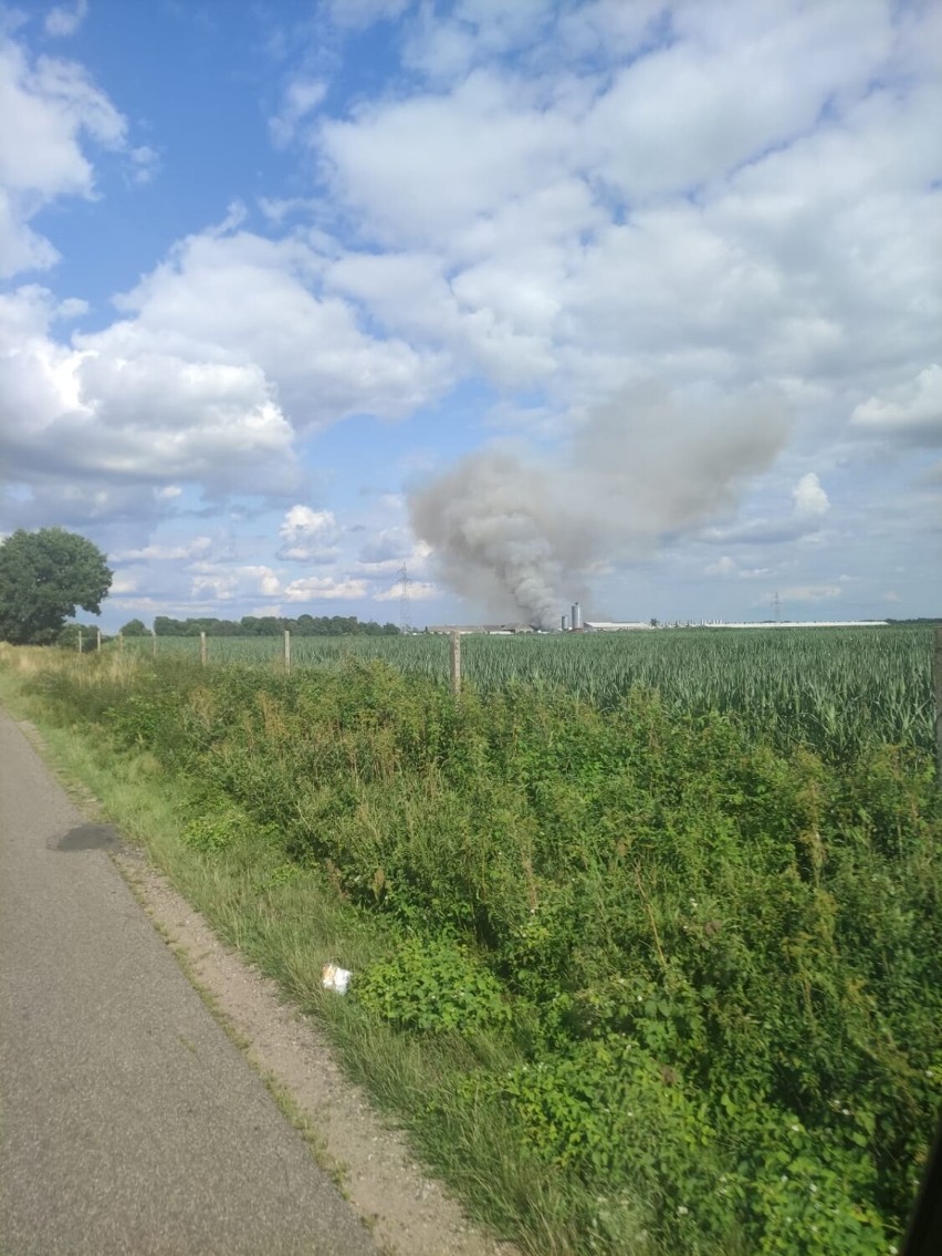 Pożar w gminie Mieścisko. Spłonęło kilka hektarów zboża i ścierniska 