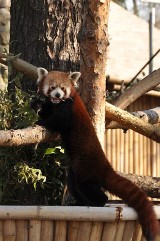 Pandzia wystraszyła narzeczonego. Yunnan uciekł na drzewo [wideo]