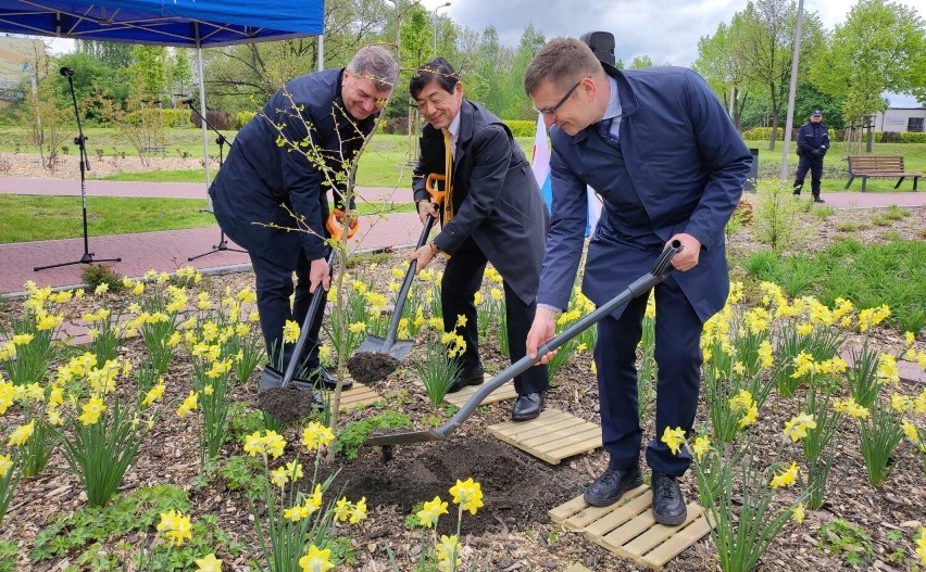 W parku Zasole w Oświęcimiu w Alei Drzew Pamięci zasadzony...