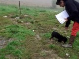 Gmina Dobra. Młoda kobieta trzymała na łańcuchu czteromiesięcznego szczeniaka. Interweniowali obrońcy praw zwierząt [ZDJĘCIA]