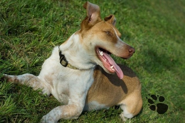 Nowy Tomyśl. Fanta czeka na adopcję [FOTO]