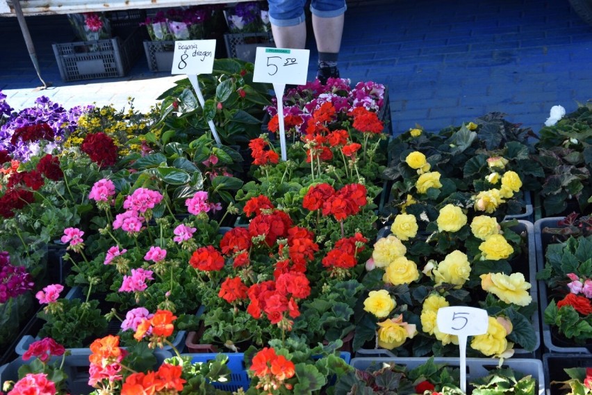 Najlepsze kwiaty na balkon i do ogrodu. Te rośliny możesz kupić na Targowisku Miejskim w Kościerzynie