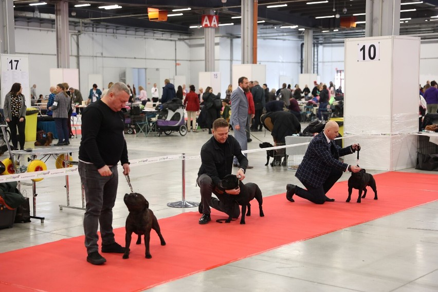 XVII Międzynarodowa Wystawa Psów Rasowych w Targach Kielce. Zobacz psie piękności