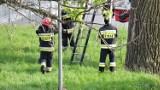 Tyscy strażacy zdjęli z drzewa kotka [ZDJĘCIA]