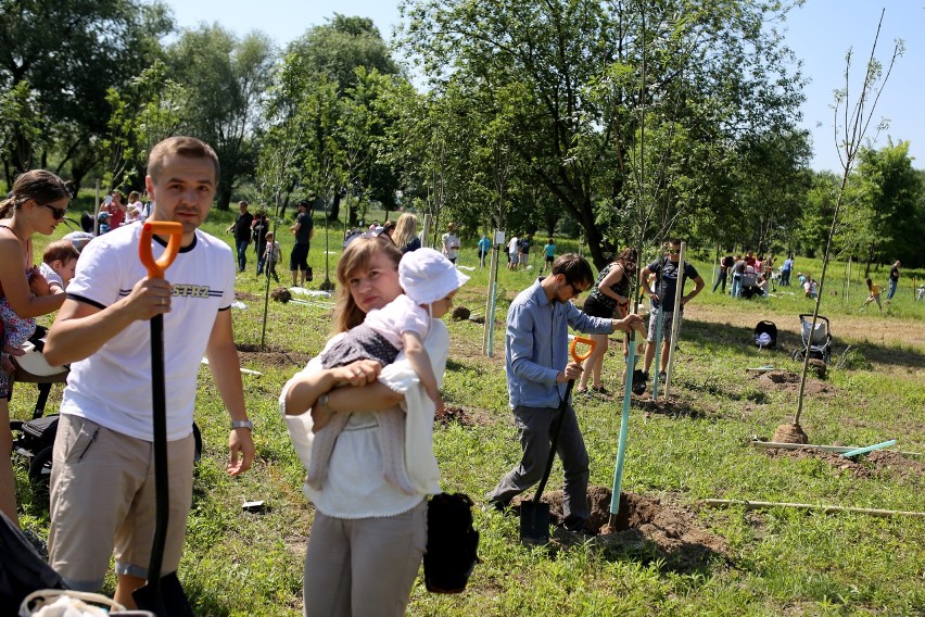 Kolejna edycja Parku Krakowian. W mieście przybyło 500 nowych drzew! 
