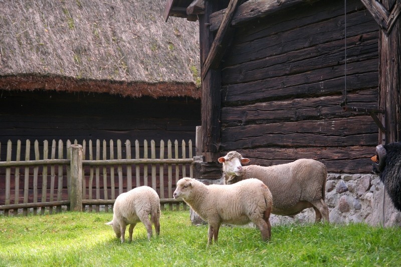 Skansenowskie stadko owiec