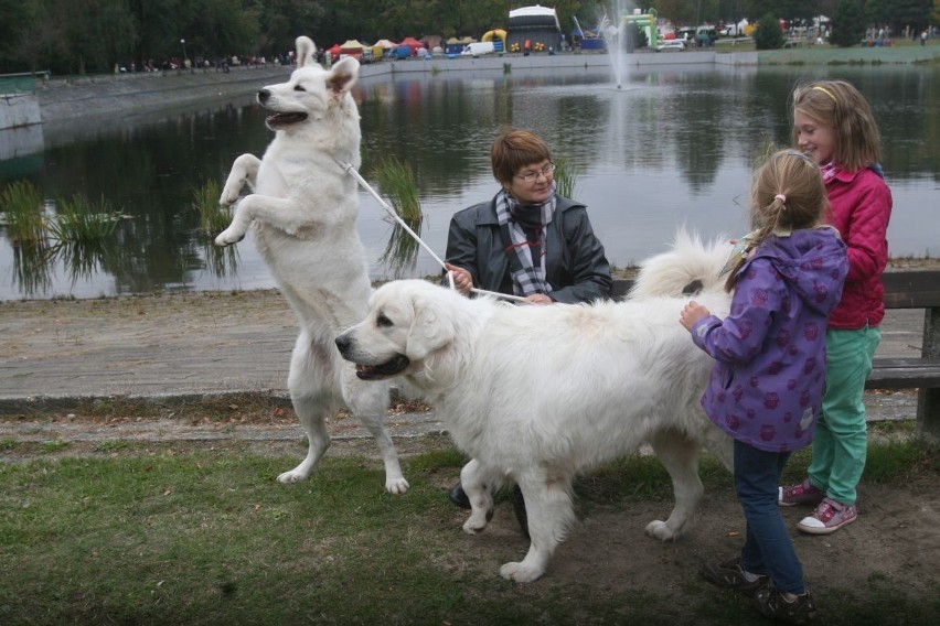 Wystawa psów rasowych w Rybniku 2013.