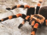 Wystawa pająków i skorpionów przyjedzie do Wieruszowa