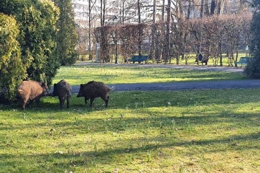 Koronawirus w Krakowie. Dziki przechadzały się po parku Jordana. Zostały uśpione [ZDJĘCIA]
