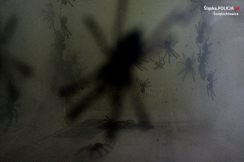 60 egzotycznych pająków znaleźli policjanci w mieszkaniu...