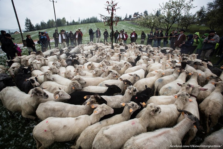 Mieszanie owiec w Beskidach. Zobacz klimatyczne ZDJĘCIA Daniela Franka