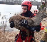 Gmina Inowrocław - Pod sarną załamał się lód. Uratowali ją strażacy! Zobaczcie zdjęcia