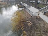 Bobry w Młynówce w Opolu. Ścięte drzewo przy Moście Groszowym 