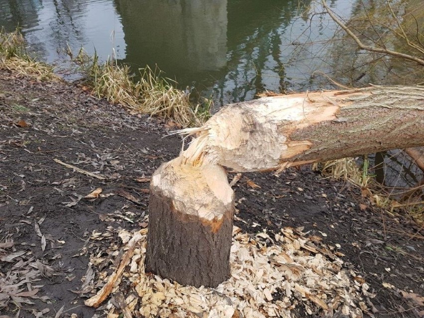 Ścięte przez bobry drzewo nad Młynówką w centrum Opola.