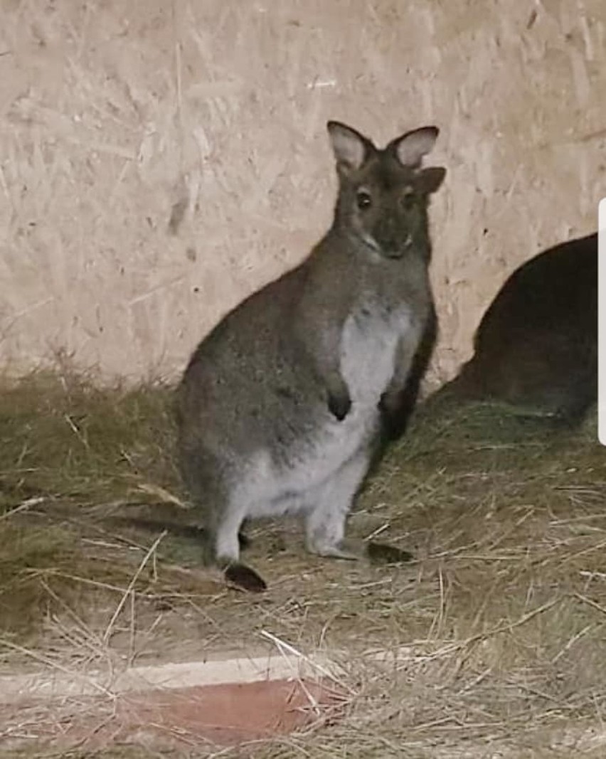 Kangury w Parku Krasnala w Nowej Soli