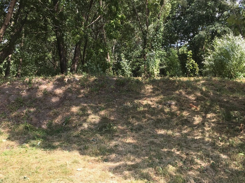 Trawa skoszona w rejonie Padniewskiego. Zdjęcia z 4 lipca