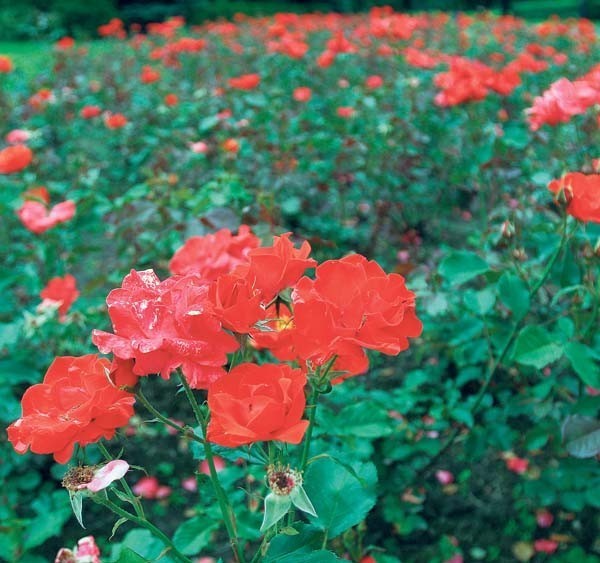 W rosarium właśnie kwitnie 280 odmian nowych róż