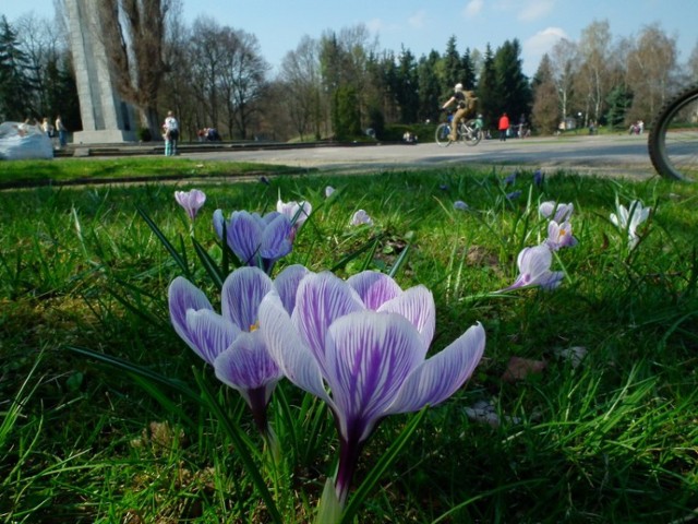 Wiosna w Poznaniu