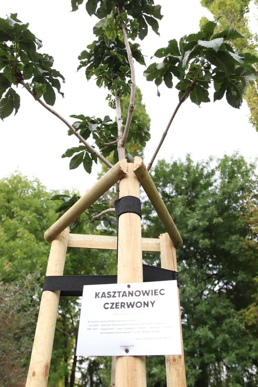 Park Przyjaźni w Kaliszu wzbogacił się o nowe drzewo, dar...