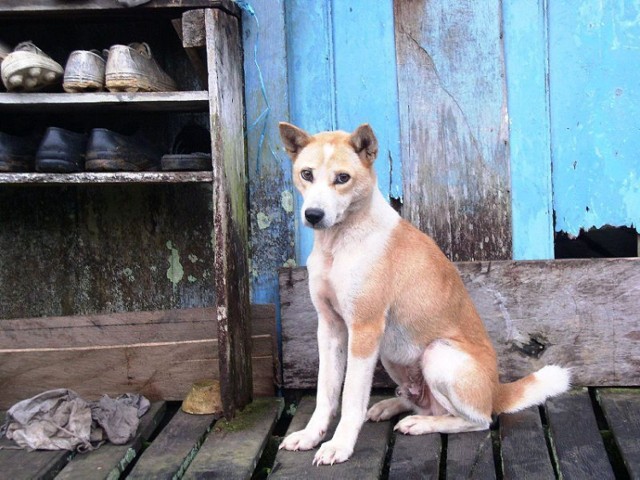 http://pl.wikipedia.org/w/index.php?title=Plik:Borneo_dog.jpg&filetimestamp=20070517150928