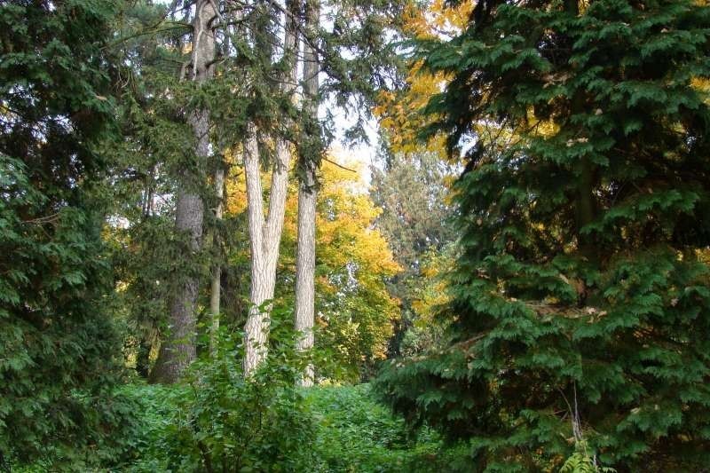 Gołuchów - park jesienią