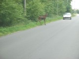 Uwaga na łosie w Gostyninie