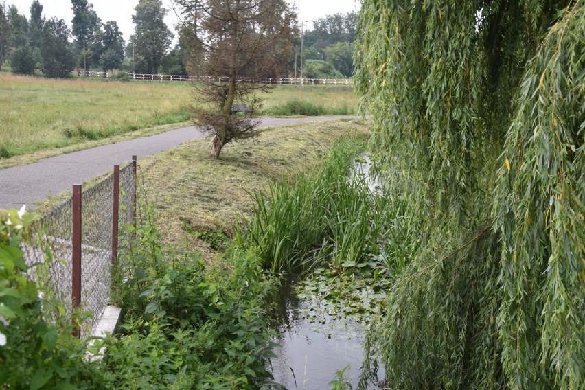 Pobocze jest wykoszone, ale rzeki... zarastają. Czy skrzyżowanie rzek w Wągrowcu jest wizytówką miasta? 