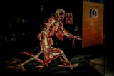 Body Worlds & The Cycle of Life: Kontrowersyjna ekspozycja z martwego, ludzkiego ciała w Poznaniu. Jak z horroru [PROGRAM, CENY, DATA]