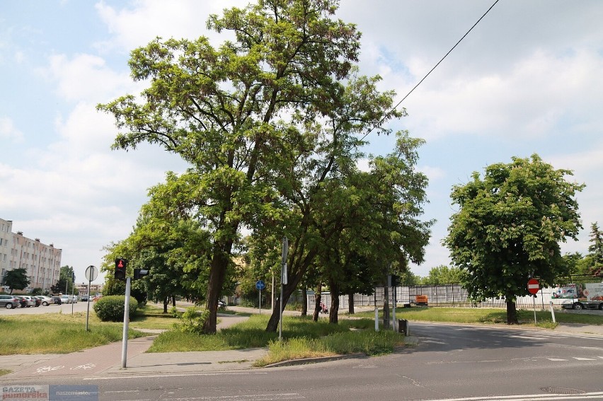 Oznaczone drzewa na osiedlu Południe we Włocławku