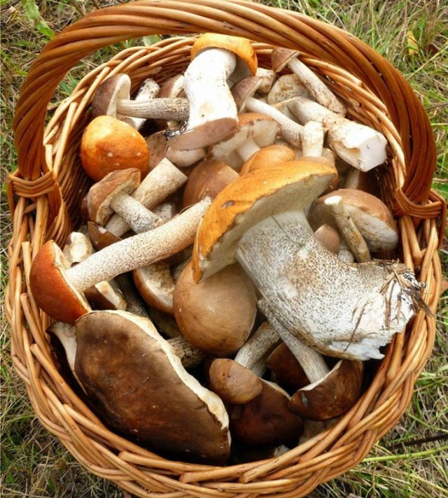 Czy kosz pełen grzybów jest wart ryzyka?
