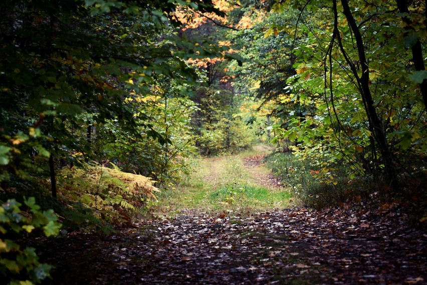 Zielony Las w Żarach jesienią