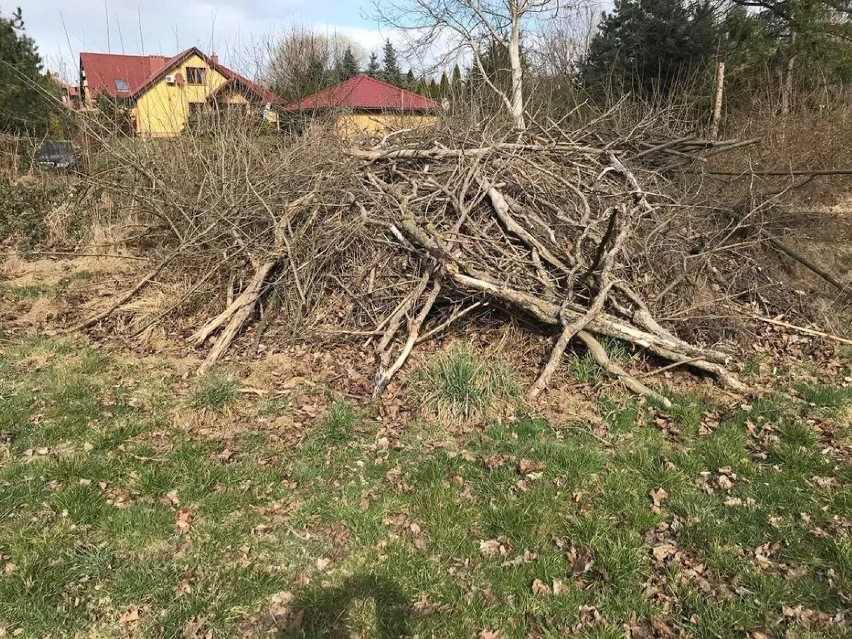 Drzewo na opał - rozpałkę za darmo Zgorzelec