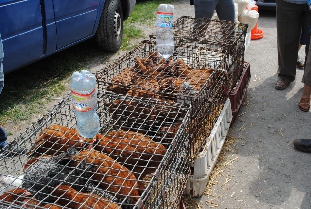 Kury są trzymane w klatkach, ale sprzedawane w workach