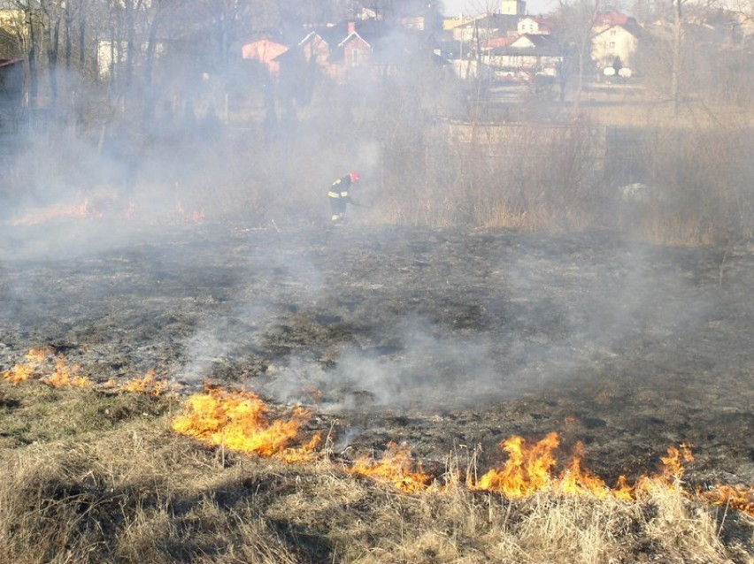 Nagminne pożary traw w regionie. Strażacy z Opoczna interweniowali już 30 razy