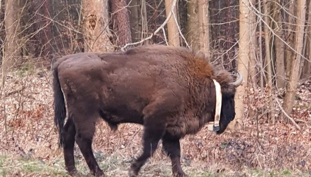 Spotkanie żubra to spore szczęście! W świąteczny poniedziałek na stronie na Facebooku "Lubuscy Łowcy Burz" pojawiło się zdjęcie żubra spotkanego przy drodze w Pełczycach (ok. 20 km od Strzelec Krajeńskich, 30 km od Gorzowa).

Na spacerze przy drodze żubra "przyłapała" pani Julia. Wielkie zwierzę przez chwilę wpatrywało się w przejeżdżające samochody. Być może niebawem i naszym Czytelnikom przytrafi się takie nietypowe spotkanie?

Złapani w lesie przez fotopułapkę. Możecie być zaskoczeni!

WIDEO: Nagranie żubra od naszego Czytelnika
