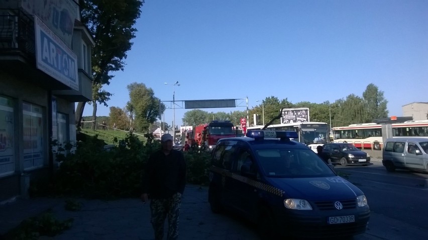 Wypadek na Trakcie św. Wojciecha w Gdańsku. Na przystanek spadło drzewo [WIDEO, ZDJĘCIA]