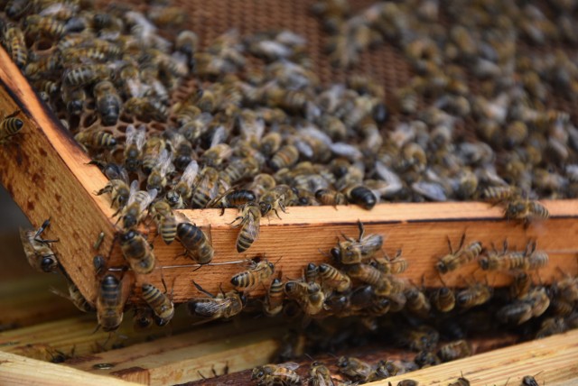 Fundacja Pszczoła w akcji
