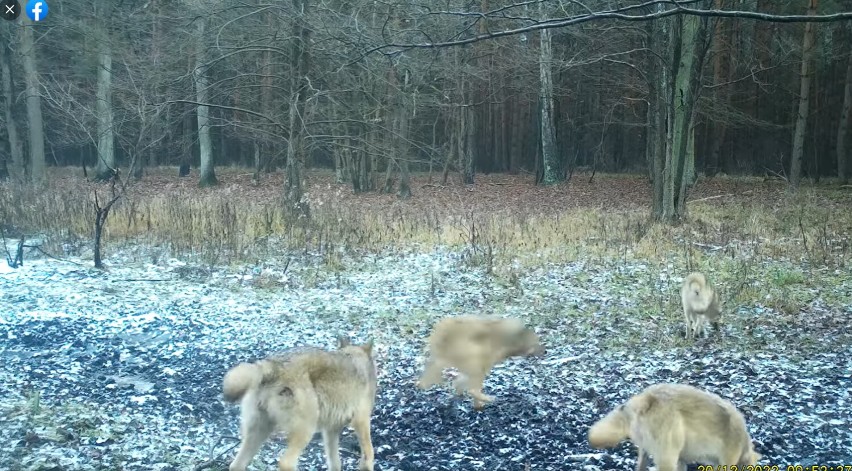 Wilcza rodzina nagrana w Czerniejewie! Ich spacer uchwyciła kamera